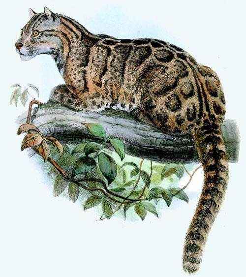 Какие животные занесены в черную книгу мира? Виды, фото и описание