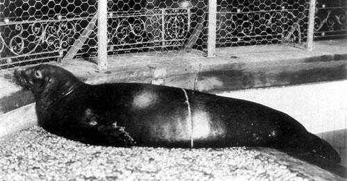 Какие животные занесены в черную книгу мира? Виды, фото и описание