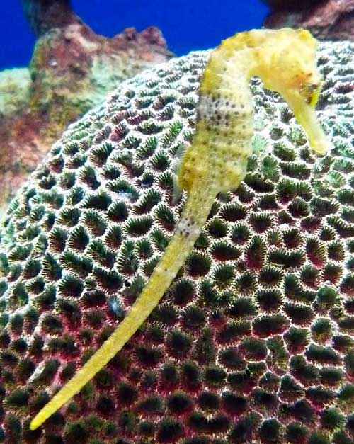 Какие виды рыб обитают в Черном море - названия, фото и характеристика