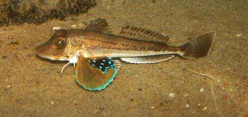 Какие виды рыб обитают в Черном море - названия, фото и характеристика