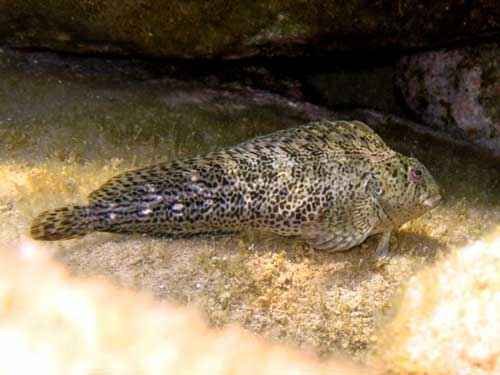 Какие виды рыб обитают в Черном море - названия, фото и характеристика