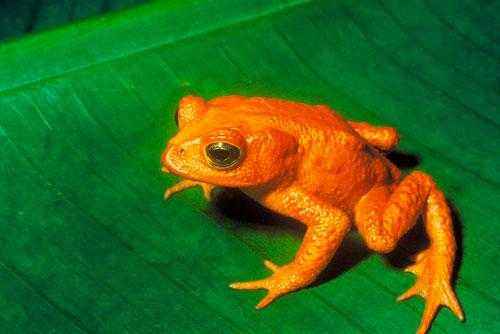 Какие животные занесены в черную книгу мира? Виды, фото и описание