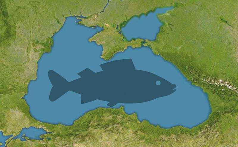 Черное море, карта, рыба, иллюстрация