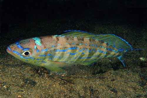 Какие виды рыб обитают в Черном море - названия, фото и характеристика