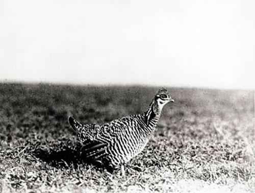 Какие животные занесены в черную книгу мира? Виды, фото и описание