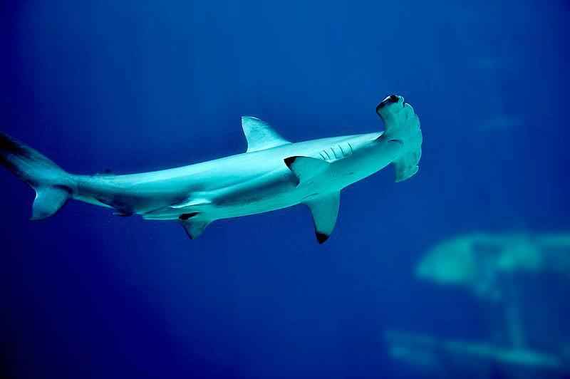 Какие ядовитые и опасные рыбы обитают в Черном море - названия видов, фото и характеристика