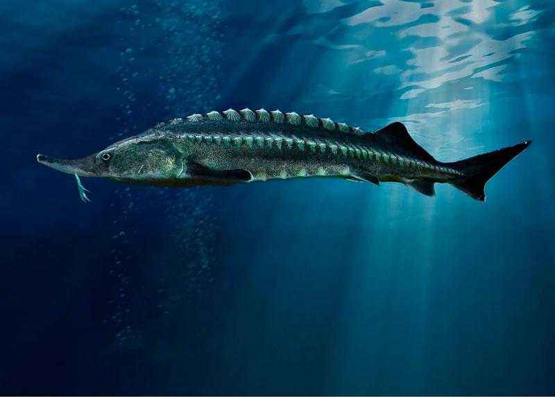 Какие виды рыб обитают в Азовском море - названия, фото и характеристика