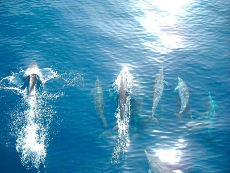 Какие виды рыб обитают в Красном море - названия, фото и характеристика