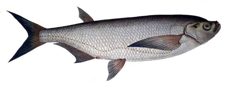 Какие виды рыб обитают в Азовском море - названия, фото и характеристика