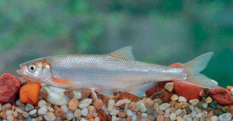 Какие виды рыб обитают в Азовском море - названия, фото и характеристика