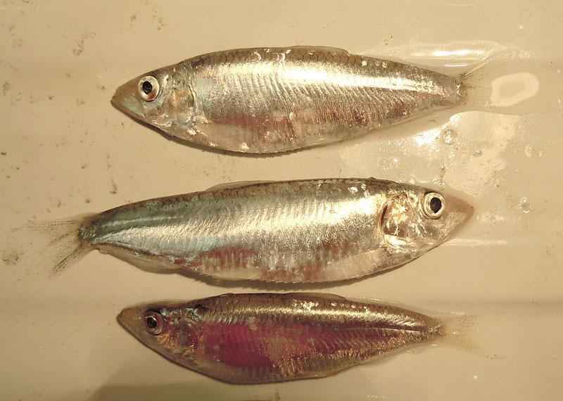 Какие виды рыб обитают в Азовском море - названия, фото и характеристика