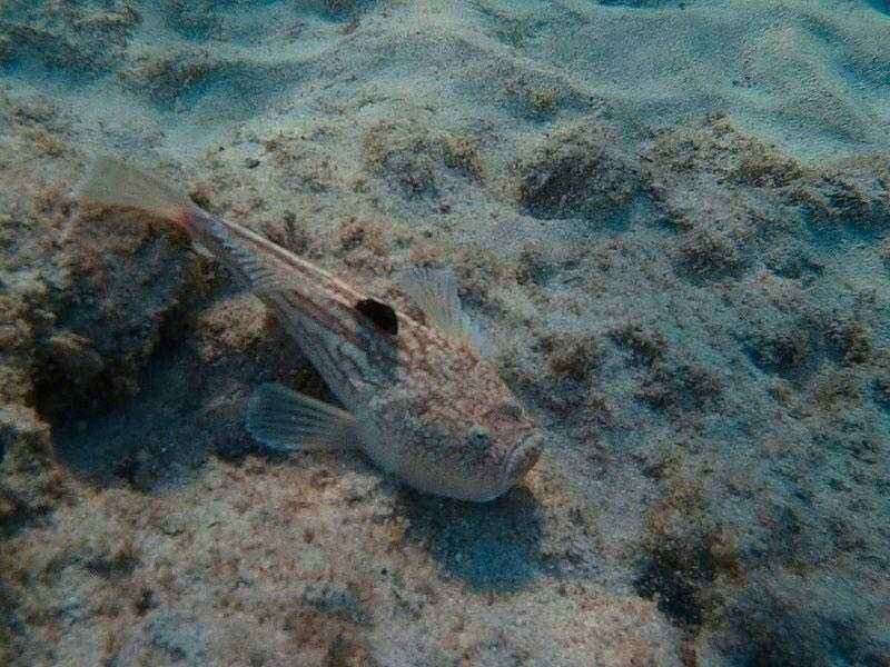 Какие ядовитые и опасные рыбы обитают в Черном море - названия видов, фото и характеристика