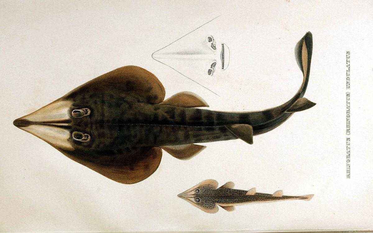 Какие виды рыб обитают в Красном море - названия, фото и характеристика