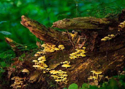 Из каких основных компонентов состоят экосистемы?