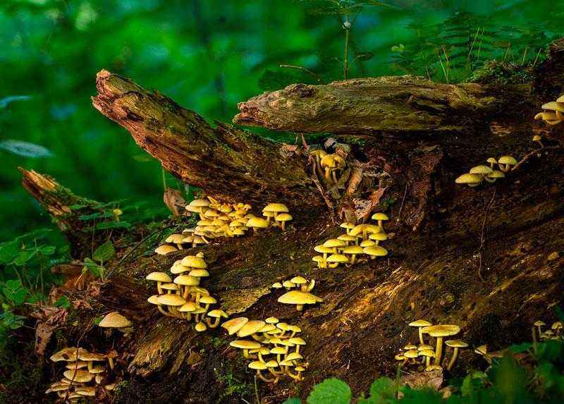 Что такое продуценты, консументы и редуценты? Какую роль они играют в экосистеме?