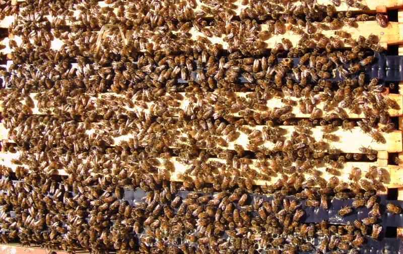 Как пчелы делают мед? Краткое описание процесса, фото и видео