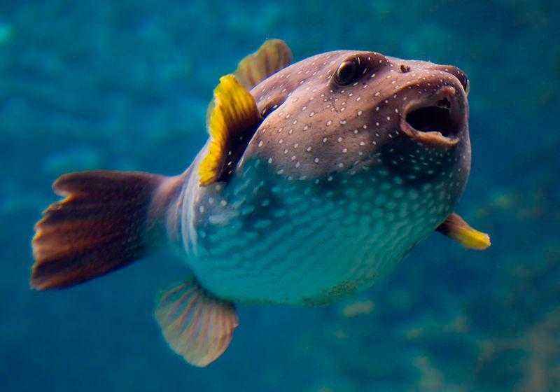 Какие виды рыб обитают в Красном море - названия, фото и характеристика