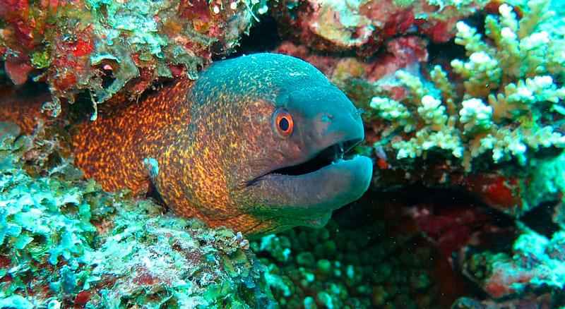 Какие виды рыб обитают в Красном море - названия, фото и характеристика