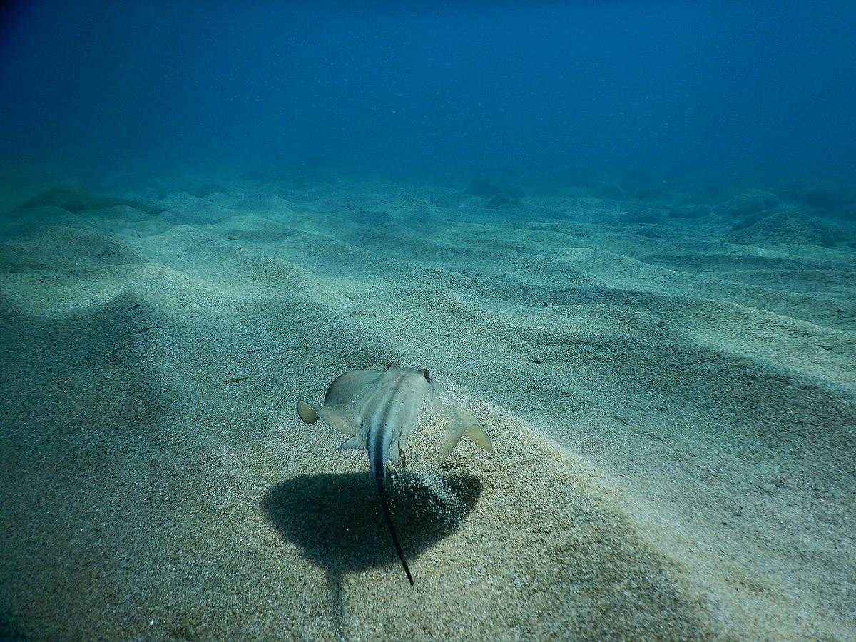 Какие ядовитые и опасные рыбы обитают в Черном море - названия видов, фото и характеристика