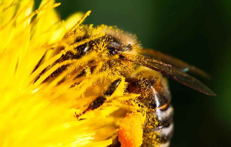 Как пчелы делают мед? Краткое описание процесса, фото и видео