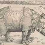 Носорог, животное, гравюра Дюрера, изображение