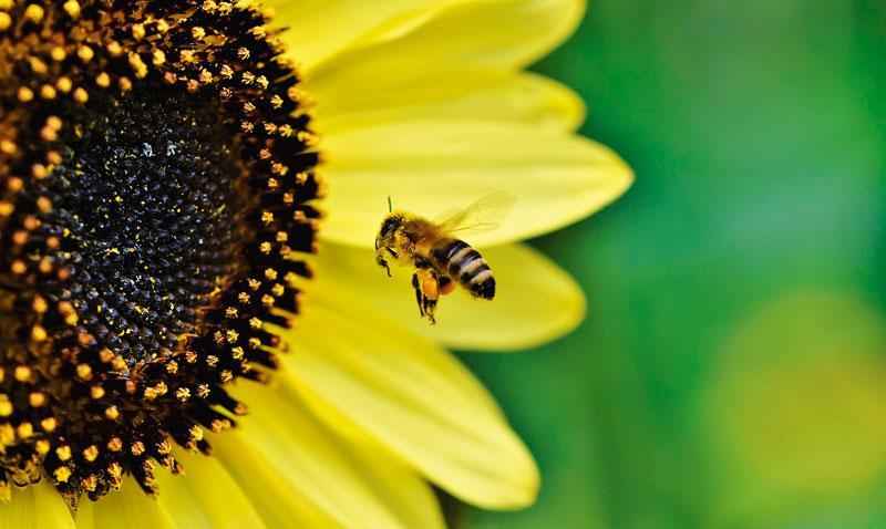 Продолжительность жизни рабочих пчел, трутней и пчеломатки?