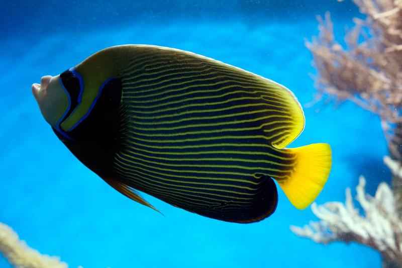 Какие виды рыб обитают в Красном море - названия, фото и характеристика