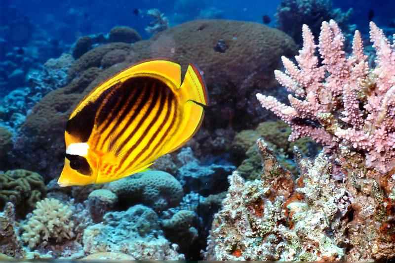 Какие виды рыб обитают в Красном море - названия, фото и характеристика