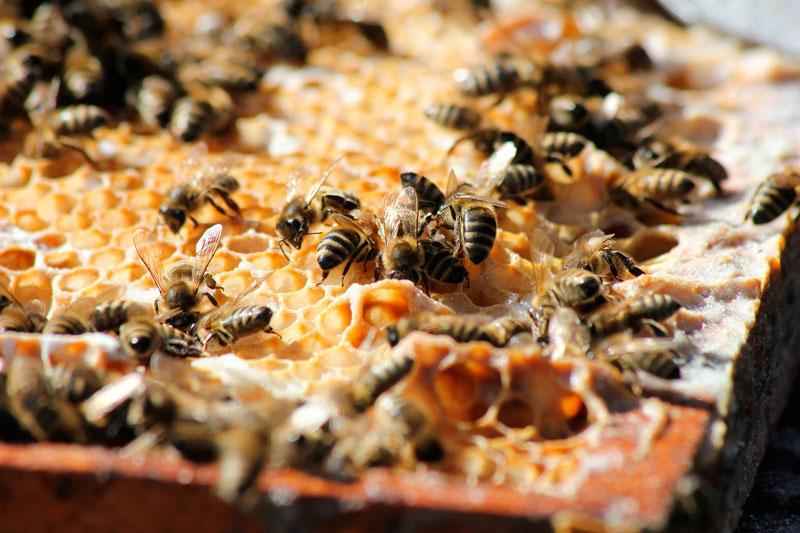 Как пчелы делают мед? Краткое описание процесса, фото и видео