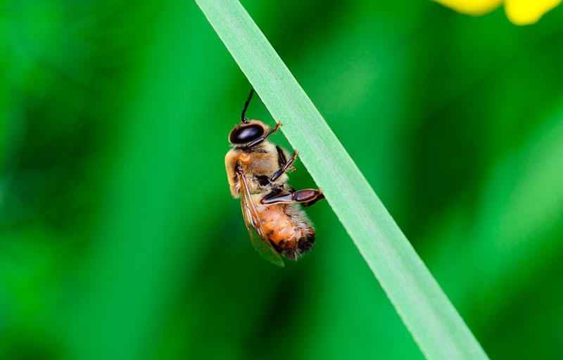 Продолжительность жизни рабочих пчел, трутней и пчеломатки?