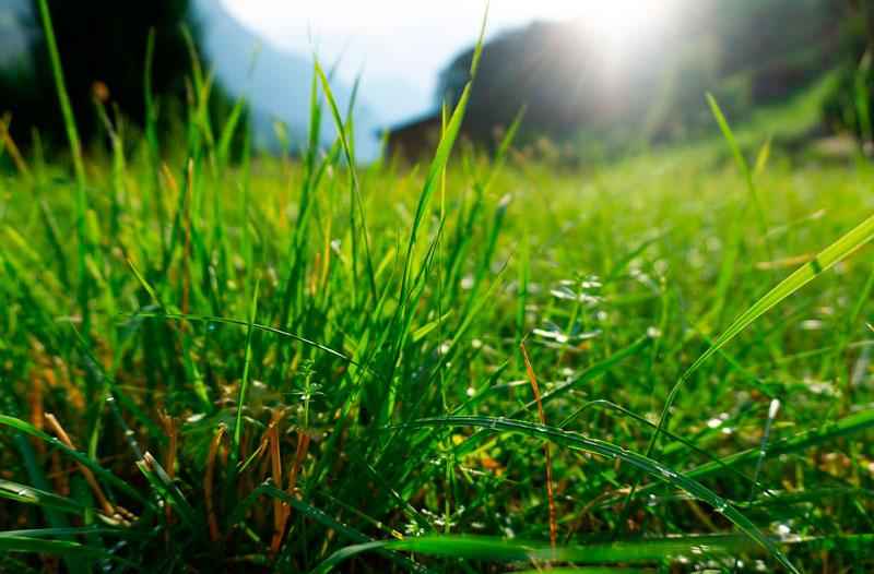 Что такое продуценты, консументы и редуценты? Какую роль они играют в экосистеме?