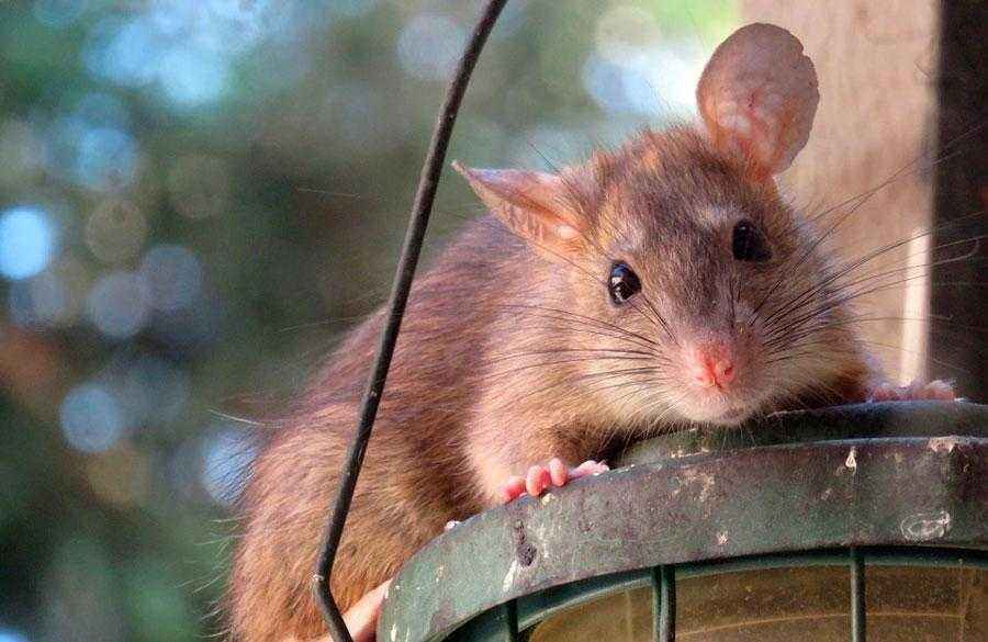 Средняя продолжительность жизни домашней крысы