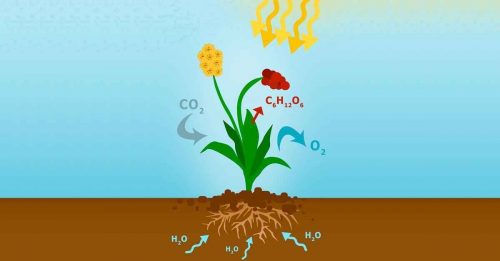 Какой способ питания характерен для растений?