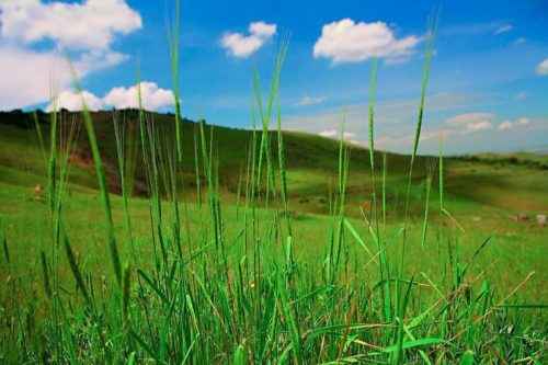 Растениеводство - зарождение, отрасли и польза