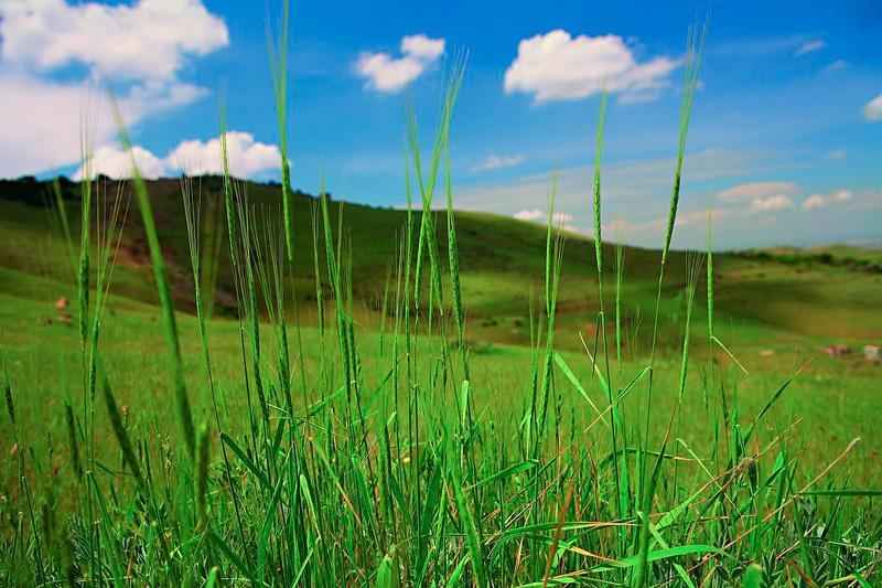 Дикие и культурные растения: признаки, различие, примеры и значение в жизни человека