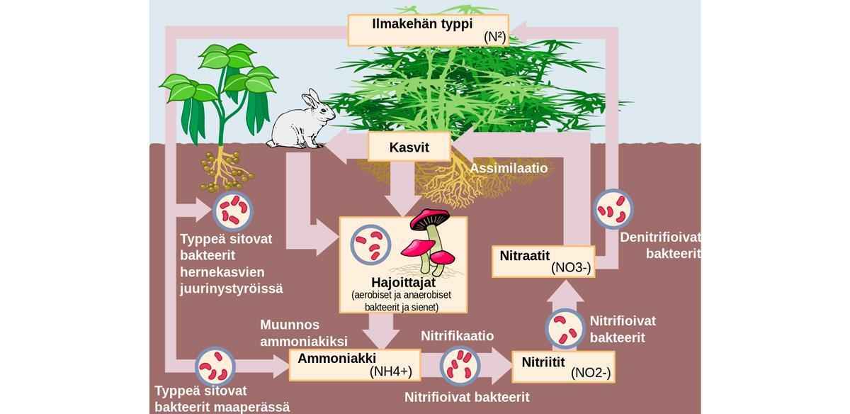Что такое биогеохимический цикл? Какие виды круговорота веществ существуют в природе?