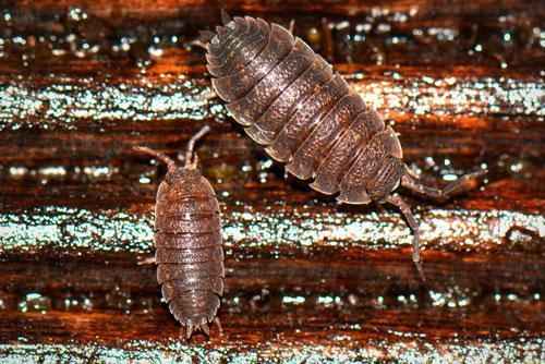 Кто такие детритофаги? Какие организмы к ним относятся?