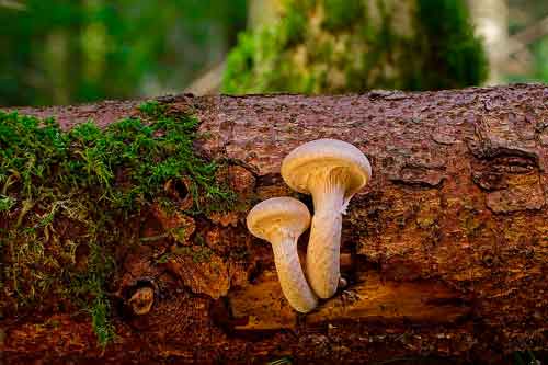 Кто такие сапротрофы? Какие организмы к ним относятся?