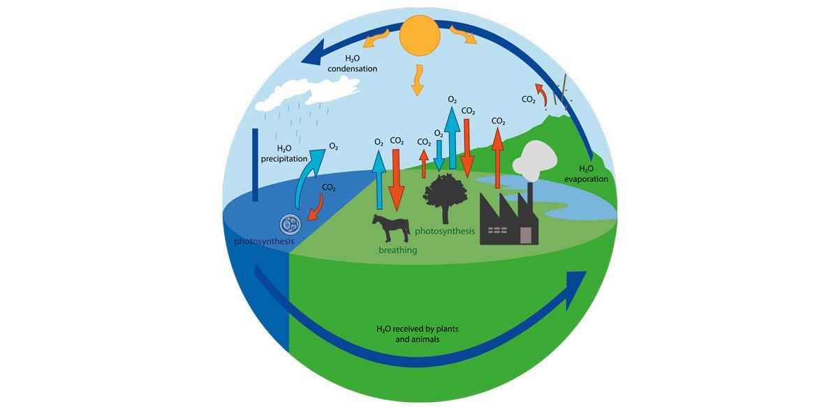 Что такое биогеохимический цикл? Какие виды круговорота веществ существуют в природе?