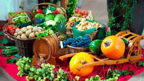 Растениеводство - зарождение, отрасли и польза