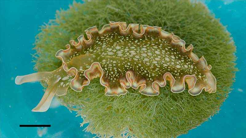 Какие животные способны к фотосинтезу? Примеры с описанием и фото