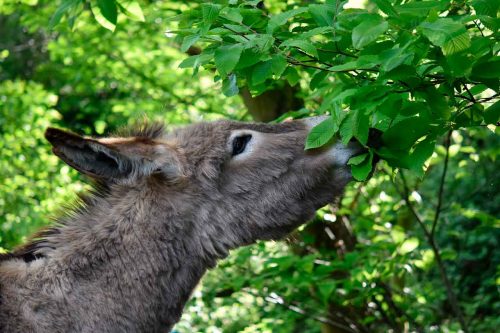 Доклад-сообщение на тему: «Дикие животные»