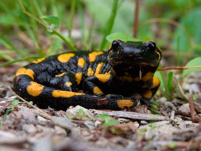 Какие животные способны к фотосинтезу? Примеры с описанием и фото