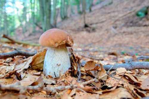 Доклад-сообщение на тему: "Съедобные грибы"