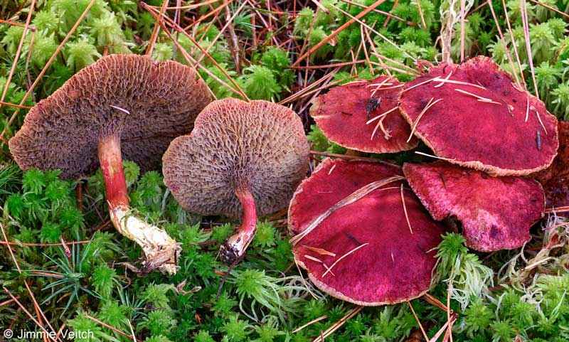 Какие бывают съедобные грибы? Список, описание и фото