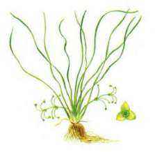 10+ редких растений из Красной книги России — названия, характеристика и фото