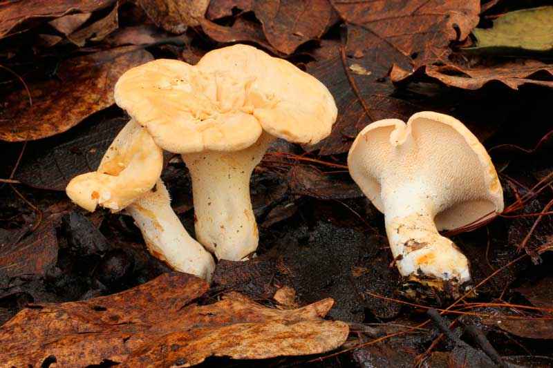 Какие бывают съедобные грибы? Список, описание и фото