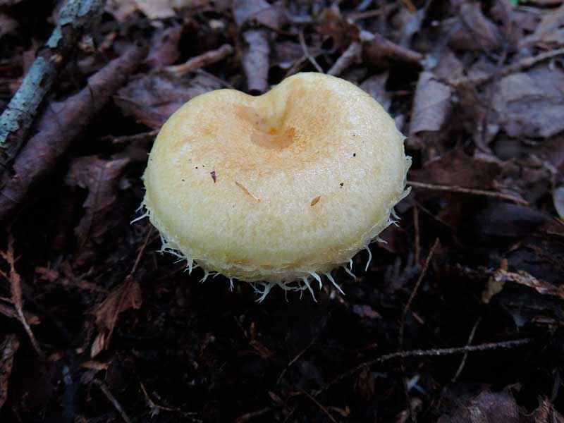 Какие бывают съедобные грибы? Список, описание и фото