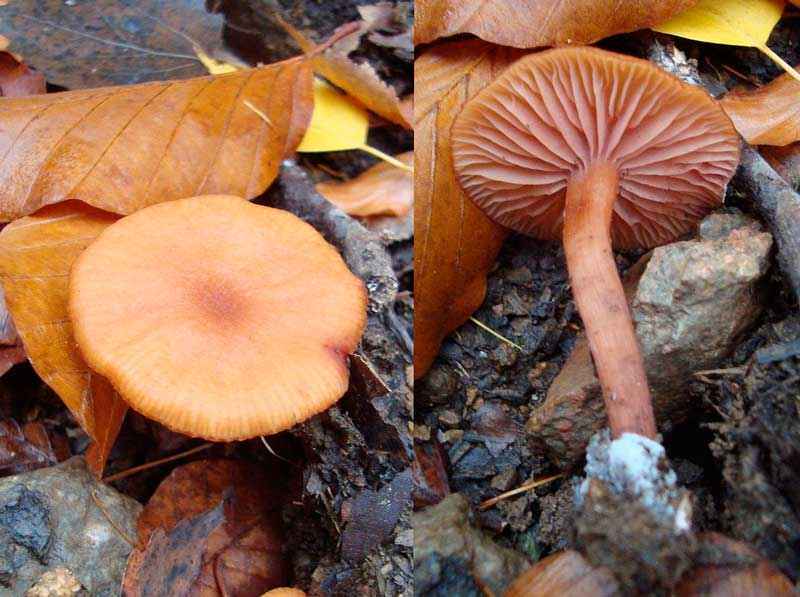 Какие бывают съедобные грибы? Список, описание и фото