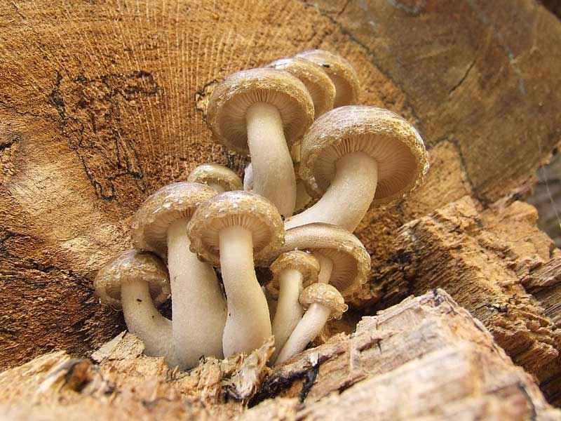 Какие бывают съедобные грибы? Список, описание и фото